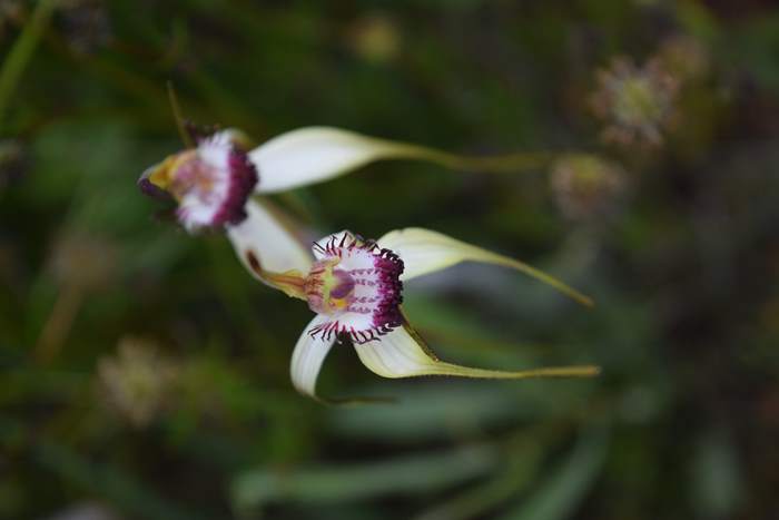 Caladenia - Orchid-spider-0041.JPG